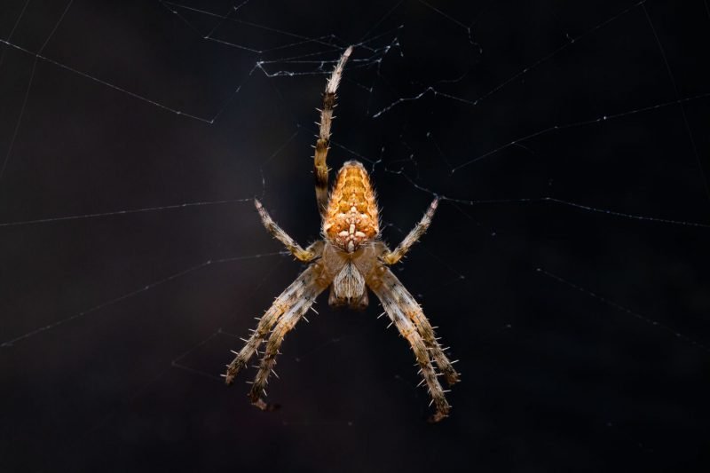 Garden spider with a white cross on its back