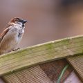 House sparrow on a fence