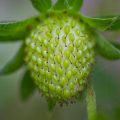 unripe-strawberry