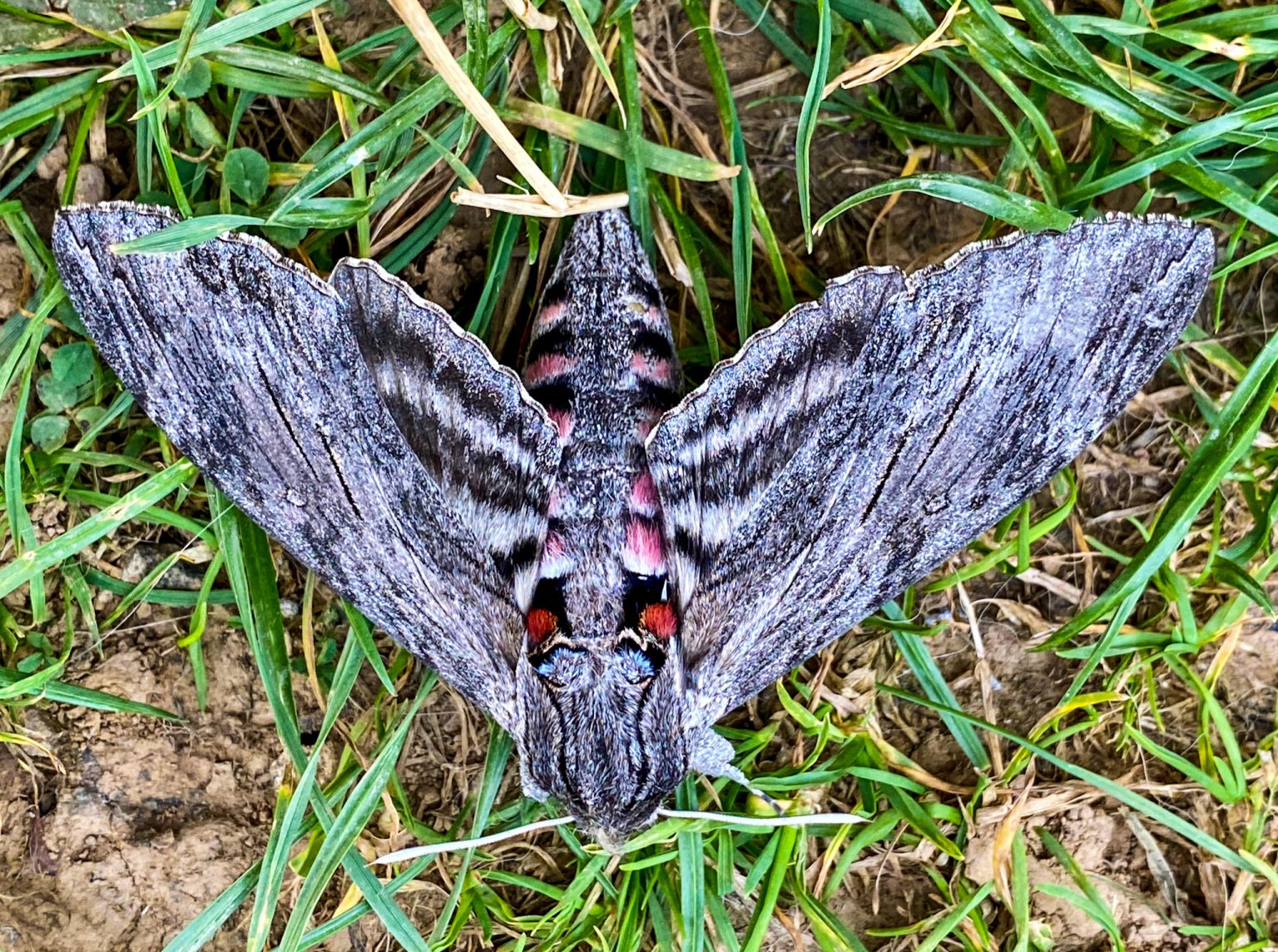 261 2020 Giant Grey Moth Ozgo Productions   Giant Grey Moth With Wings Open 1536x1144 