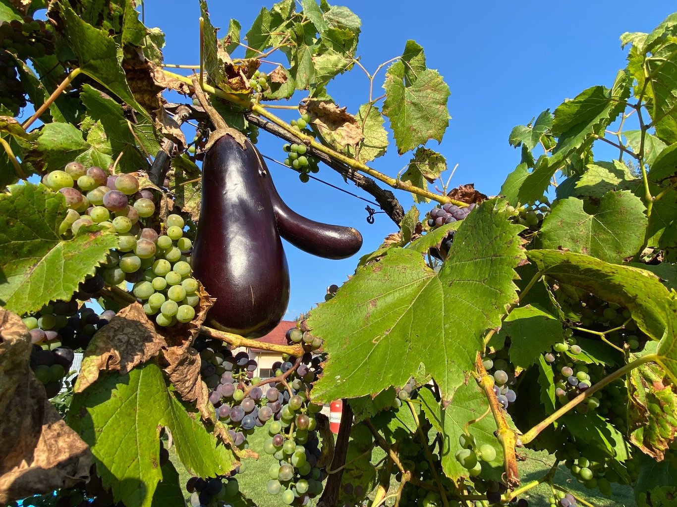 mr.bignosetheeggplanteatinggrapes Ozgo Productions