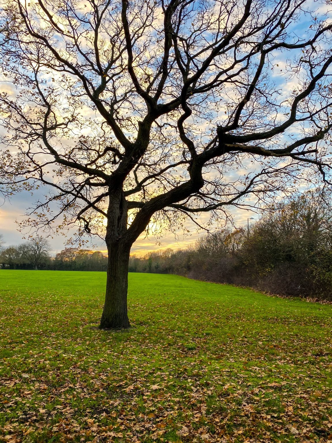 3312020 No Straight Lines in Nature Ozgo Productions